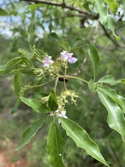 Vitex rehmannii
