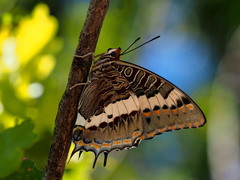 Charaxes pelias