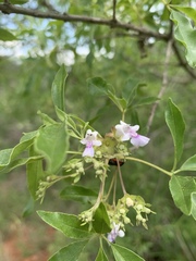 Vitex rehmannii