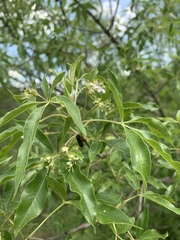 Vitex rehmannii