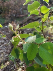 Desmodium lindheimeri