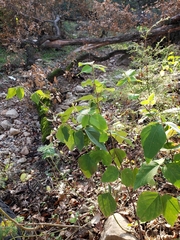 Desmodium lindheimeri