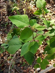 Desmodium lindheimeri