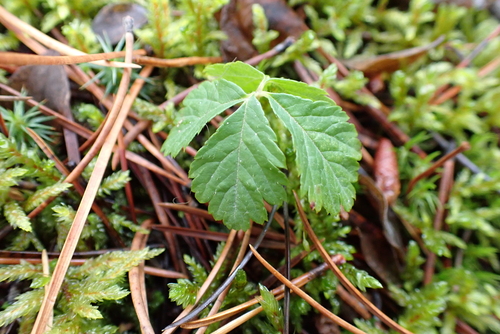 Five-leaf Dwarf Bramble