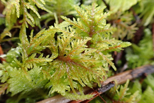 stairstep moss