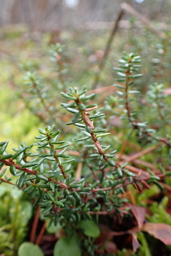black crowberry