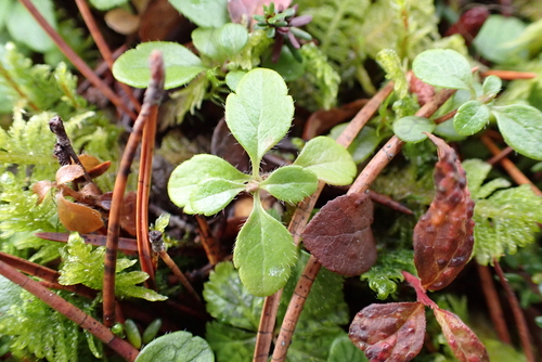 Twinflower
