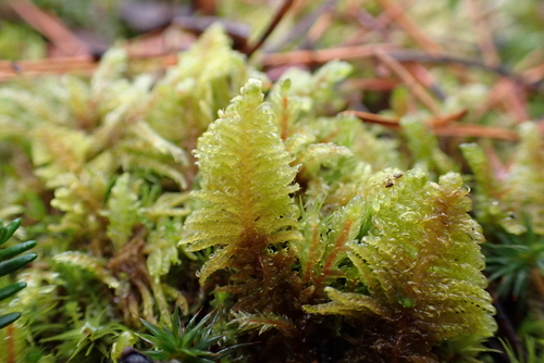 Ostrich-plume Moss