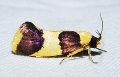 Telecrates laetiorella