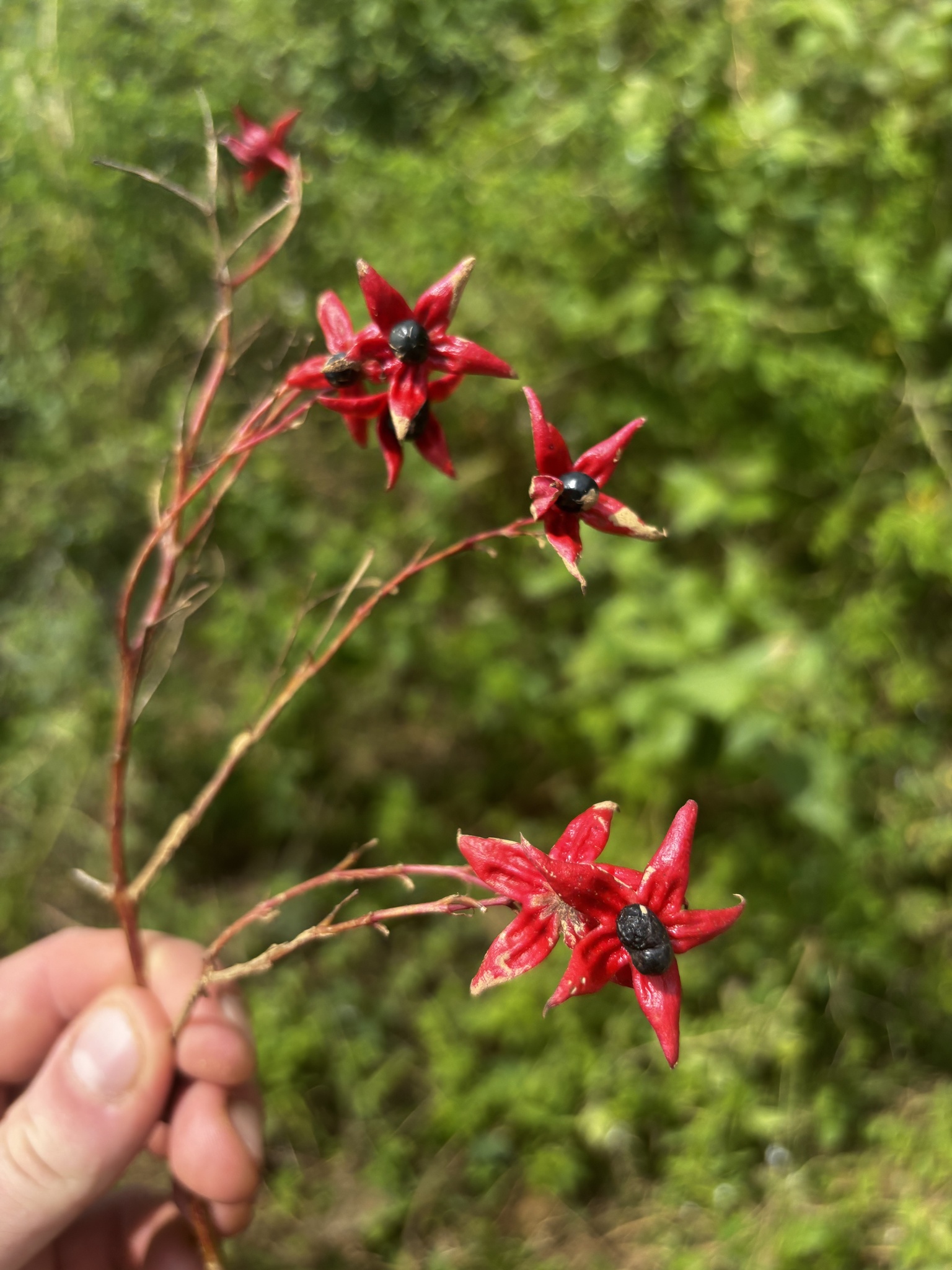 Clerodendrum trichotomum (Clerodendrum trichotomum)