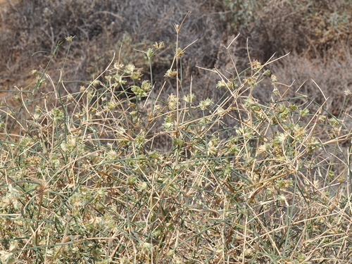 Sandhill Canegrass (Zygochloa paradoxa)