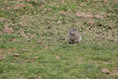 Xerospermophilus perotensis