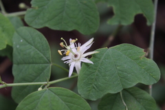 Passiflora pavonis