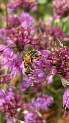 Unknown species found near Eldridge St, Lebanon, NH, US