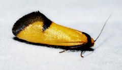 Microbela epicona