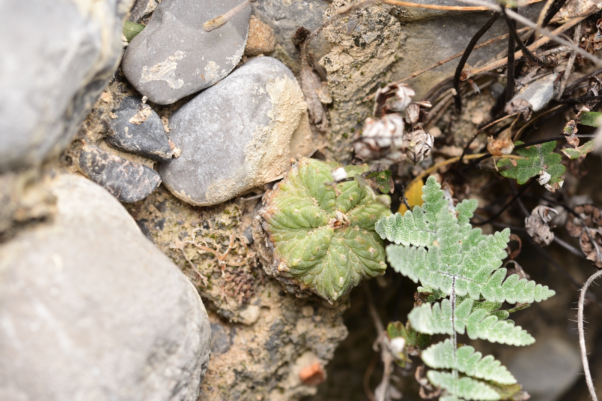 Aztekium ritteri