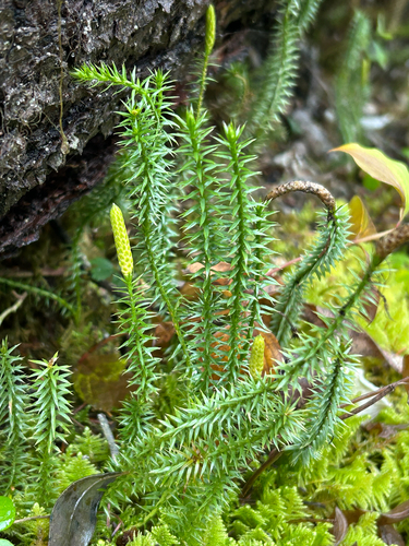 interrupted clubmoss