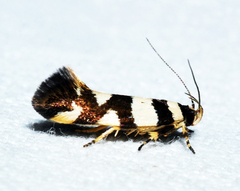 Macrobathra melanomitra
