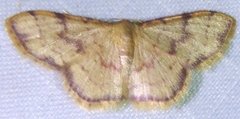 Idaea craspedota