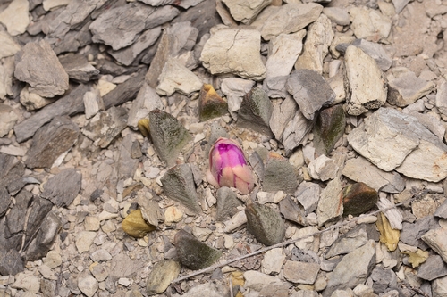 Ariocarpus scaphirostrus