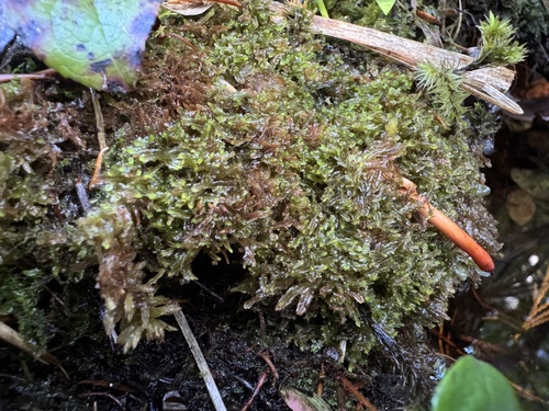 Harpanthus flotovianus observed 2025-10-20