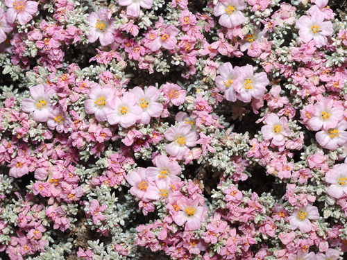 Leafy Sea-heath (Frankenia foliosa)