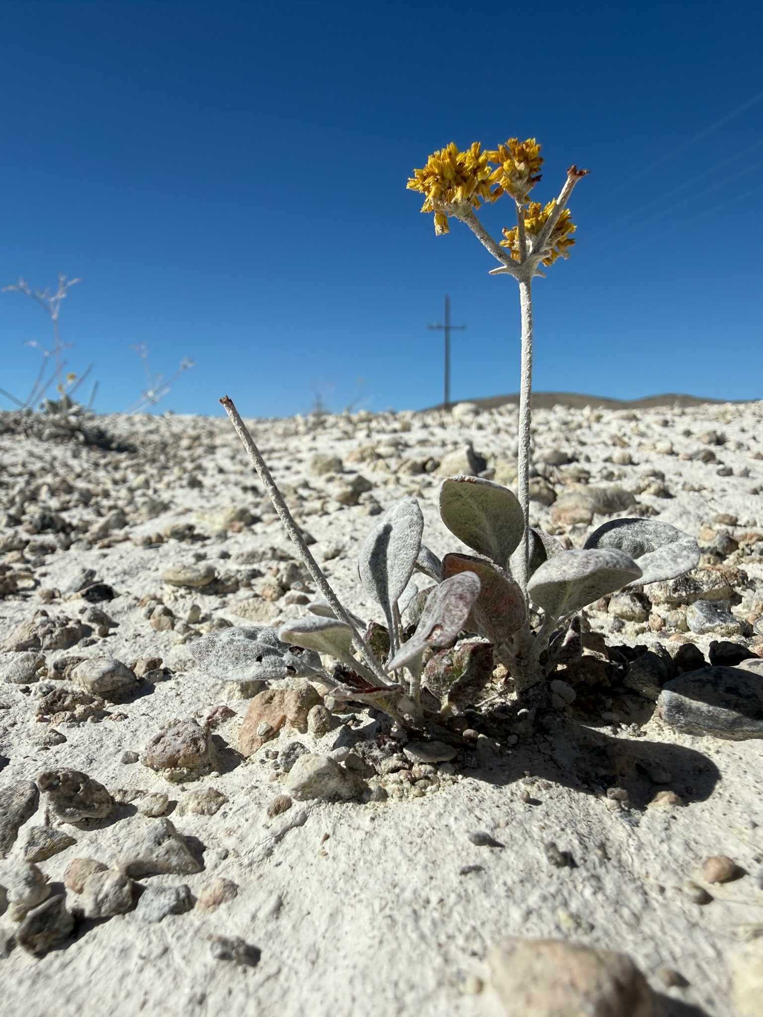 Eriogonum natum