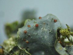 Xenonectriella leptaleoides