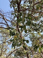 Eucalyptus platyphylla