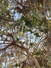 Eucalyptus platyphylla