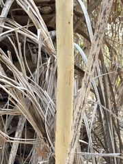 Eucalyptus platyphylla