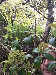 Metrosideros albiflora