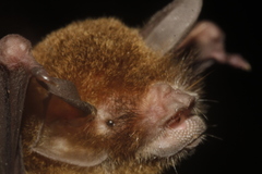 Pteronotus mesoamericanus