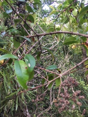 Metrosideros albiflora