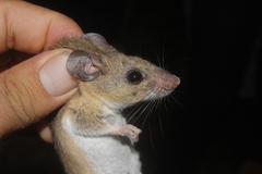 Peromyscus collinus