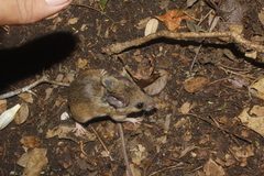 Peromyscus collinus