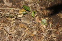 Peromyscus collinus