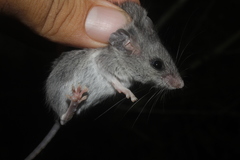 Peromyscus collinus