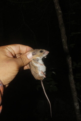 Peromyscus collinus