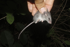 Peromyscus collinus