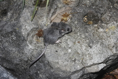 Peromyscus collinus