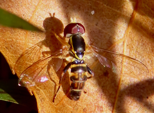 Unknown species found near Whiteoak Canyon Trail, Virginia, USA