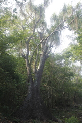 Beaucarnea recurvata