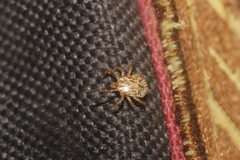 Amblyomma imitator