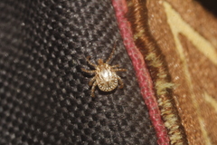 Amblyomma imitator