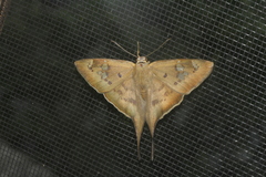 Ectomis mexicanus