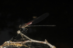 Hetaerina americana