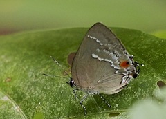 Strephonota syedra