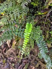 Asplenium normale normale
