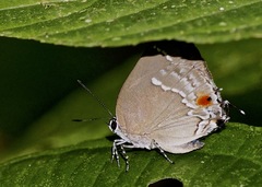 Strephonota syedra
